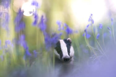 Nikon magazine - Using Plena for wildlife