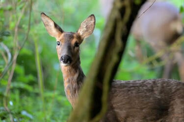 Nikon magazine - How to film wildlife at home with Hannah Stitfall